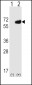 CD73 (NT5E) Antibody (C-term)